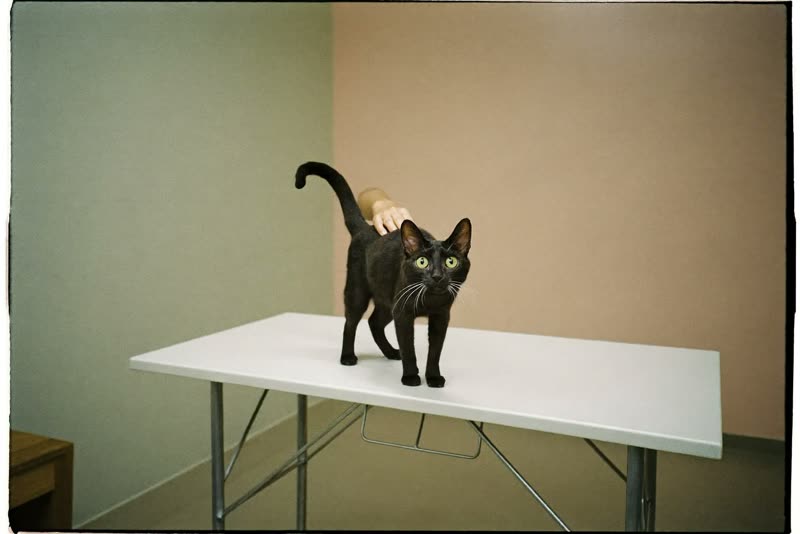 Cat standing calmly on a grooming table
