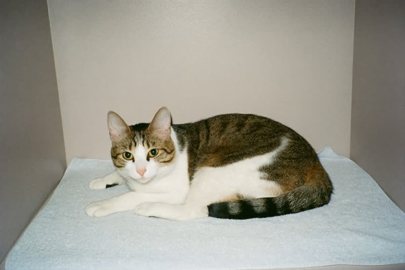 Relaxed cat curled on a towel after grooming