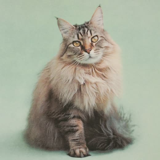 Long-haired cat with a freshly brushed coat