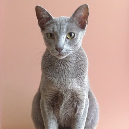 Short-haired cat with a neat close clip