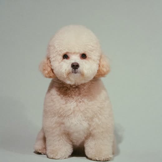 Small dog with a freshly groomed coat